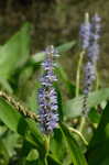 Pickerelweed